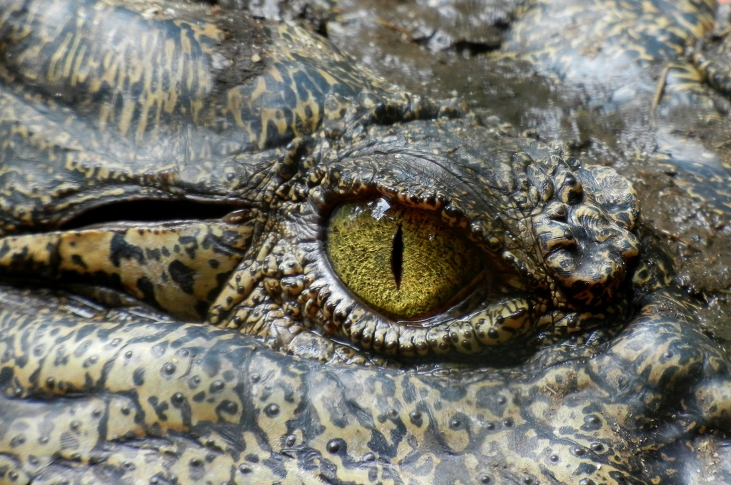 Free crocodile eye close portrait